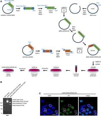 In vivo Proximity Labeling of Nuclear and Nucleolar Proteins by a Stably Expressed, DNA Damage-Responsive NONO-APEX2 Fusion Protein